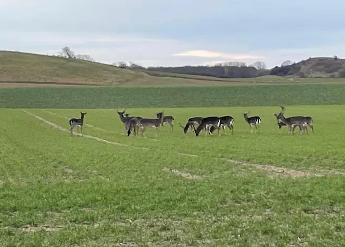 Ferienhaus 3 Bedroom Cozy In Bagenkop